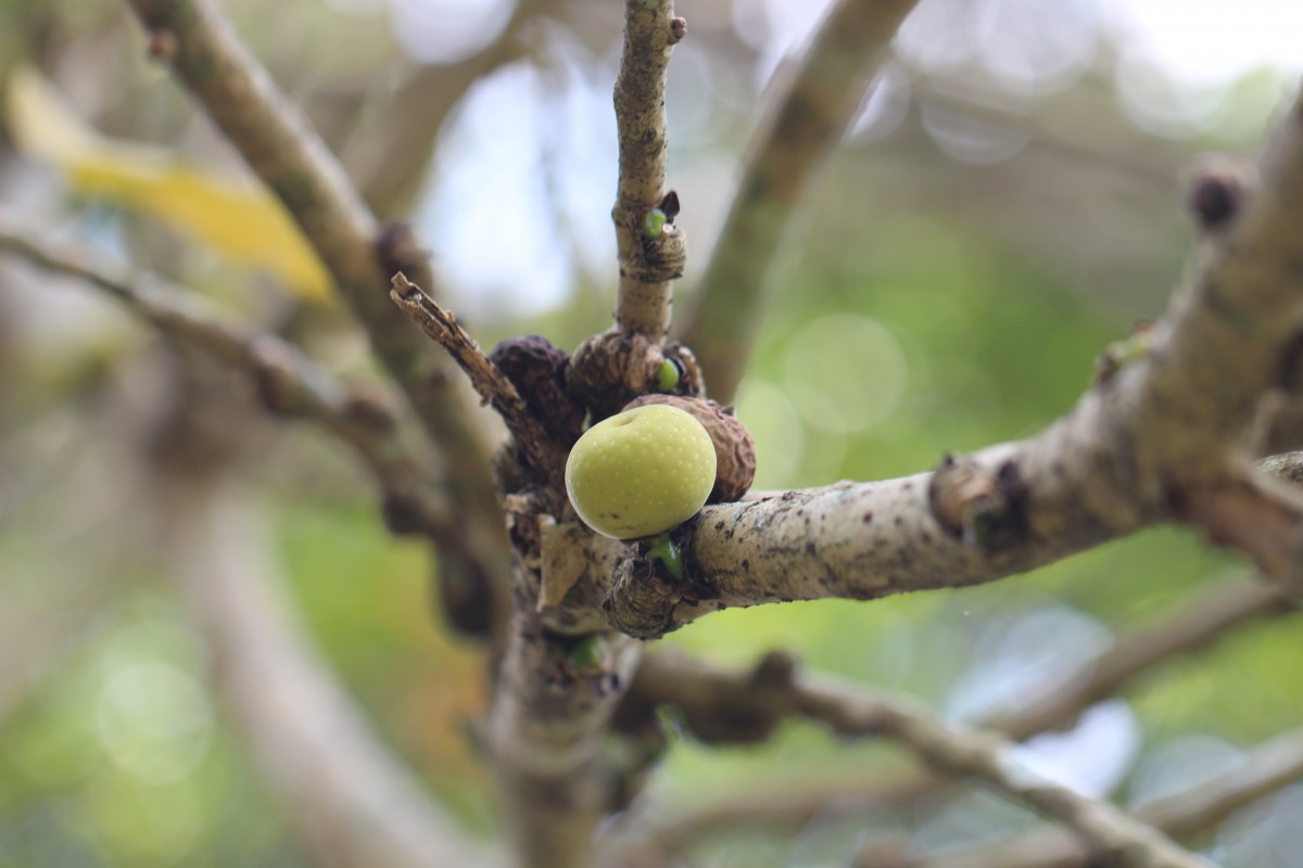 Ficus nymphaeifolia Mill.